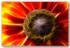 1563 Rudbeckia