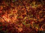 Red Leaves