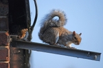 Grey Squirrel