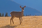 Roe Deer USA