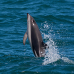 Dusky Dolphin jumping near Kaikoura
