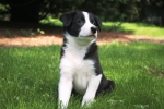 1 Seven weeks old