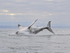 Great White Shark breach (frame 12), Mossel Bay, South Africa