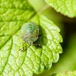 Shieldbug