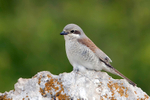 Red-backed Shrike  (f)