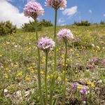 Toothed orchid (Neotinea tridentata) 