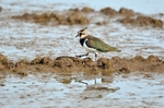 Lapwing