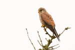 Kestrel at Attenborough