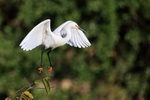 Snowy Egret, Wakodahatchee Wetlands, Florida