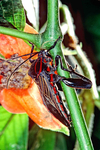 Assasin Bug - E. Highlands, Papua New Guinea