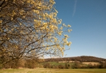 Willow tree and Roman Bank