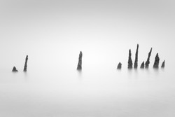 Spine