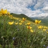 Wild Tulips (Tulipa sylvestris subsp autralis. also T. australis)