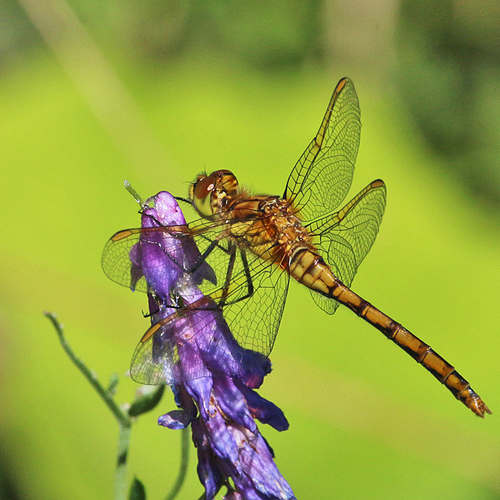 With saffron borders along the leading edge of it's wings, the Saffron-winged Meadowhawk is definitely an eye-catchin…