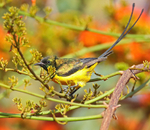 Pygmy Sunbird