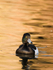 Tufted Duck