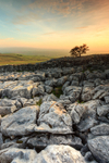 Dales Tree