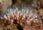 Sarcodictyon sp.
