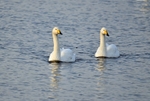 Whooper Swans