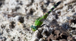Dragonflies _0036