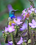 Variable Sunbird portfolio