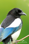 Magpie 300512 15