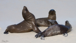Galapagos Sealion 3
