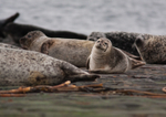 Common Seal - Phoca vitulina RPNP0041