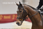 BPP_8481