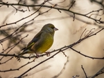 Greenfinch