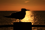Silhouette of Royal Tern, Fort De Soto Park, Florida