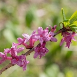 Mezereon (Daphne mezereon)