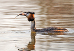 Great Crested Grebe
