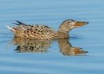 Shoveler 2