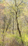 SPRING, CHARLOTTESVILLE ROAD 3 - NORFOLK COUNTY