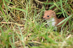 Weasel 260313-1017a