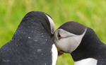 Puffen Love 3