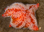 Porania pulvillus