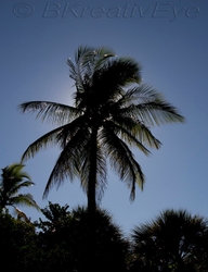 Trees 060