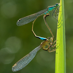 Common Blue Damselfly