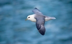 Northern Fulmar