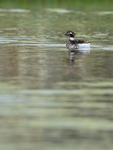 Female Long-tailed Duck, Iceland