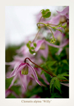 Clematis alpina 'Willy'