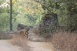 Tiger cub, Bandhavgarh National Park, India
