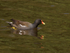 Moorhen