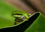 Frog on Leaf 4