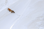 Red Fox footprints in snow, Hayden Valley, Yellowstone National Park