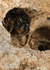 Anthophora  plumipes (f)