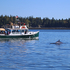 Watching Whales with Island Quest Tours