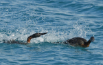 Great Grebes fighting